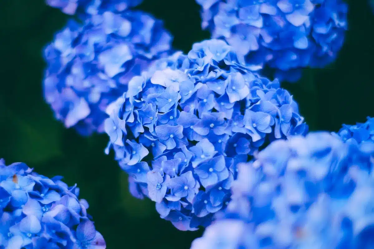 hortensia  floraison