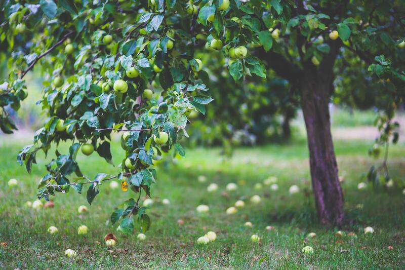 arbre fruitier