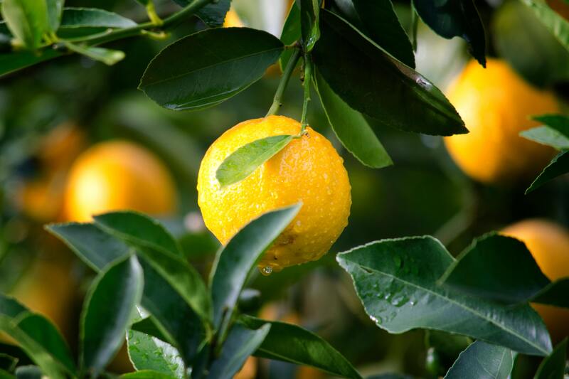 un arbre fruitier